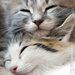 sleeping_kittens.jpg