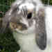 mini-lop-0042.jpg