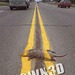 owned-roadkill.jpg